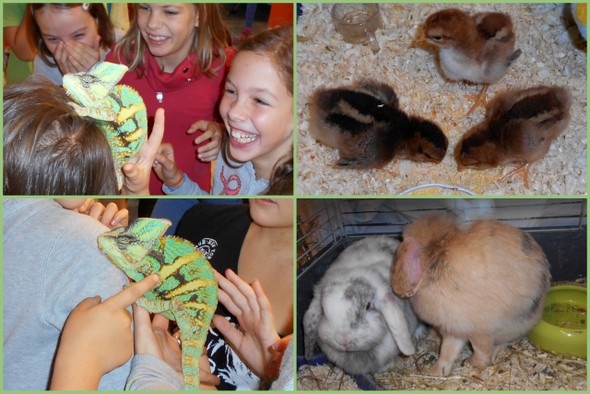 Iskolánk alsó tagozatos osztályainak hagyományos őszi projektje idén 'A mi állatkertünk' címet viselte.